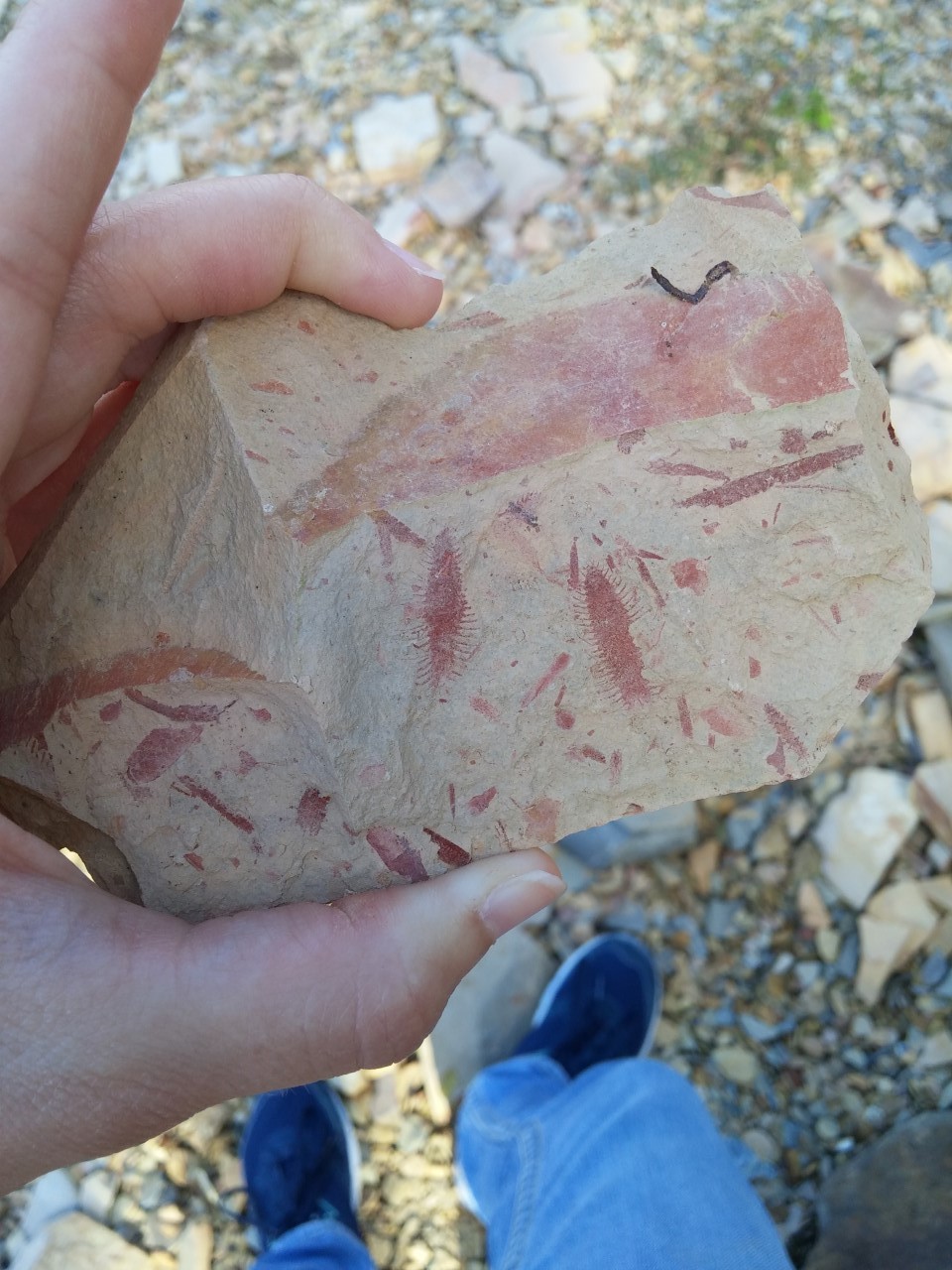 Graptolites found on an Island in Lake Ouachita, 